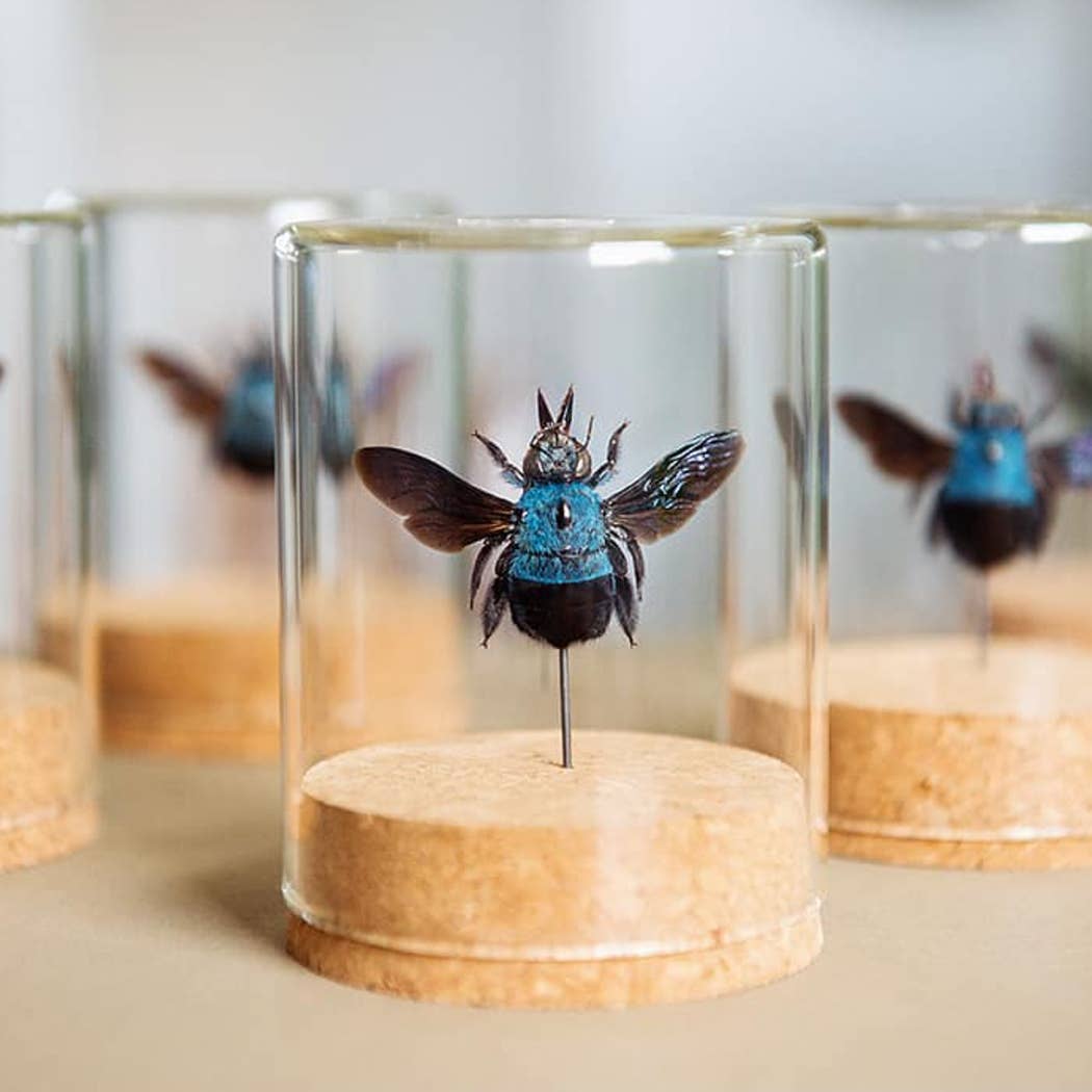 Death's-Head Hawk Moth Globe