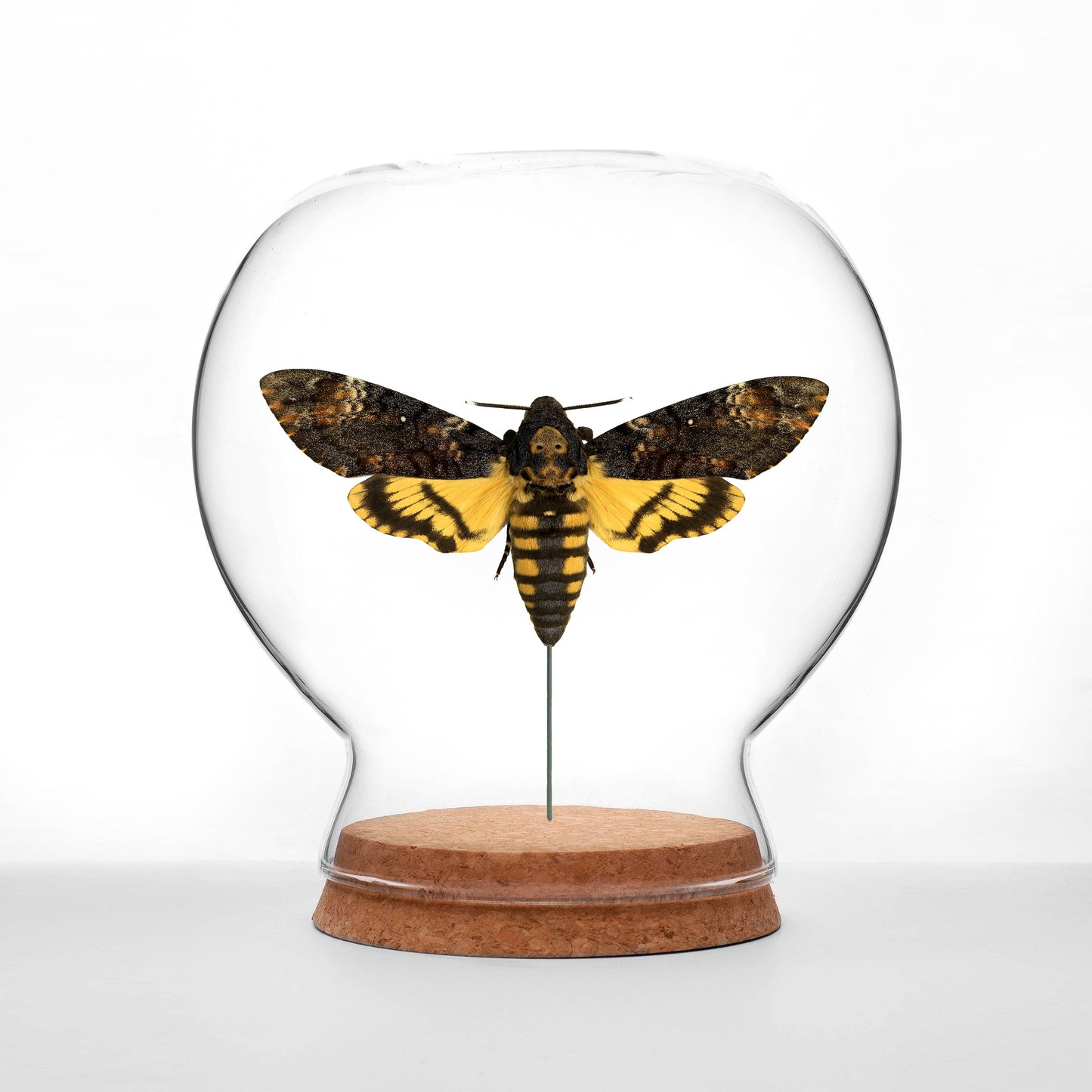 Death's-Head Hawk Moth Globe