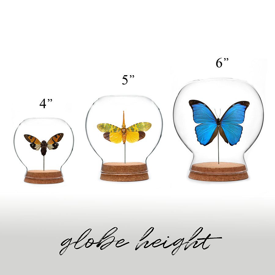 Death's-Head Hawk Moth Globe