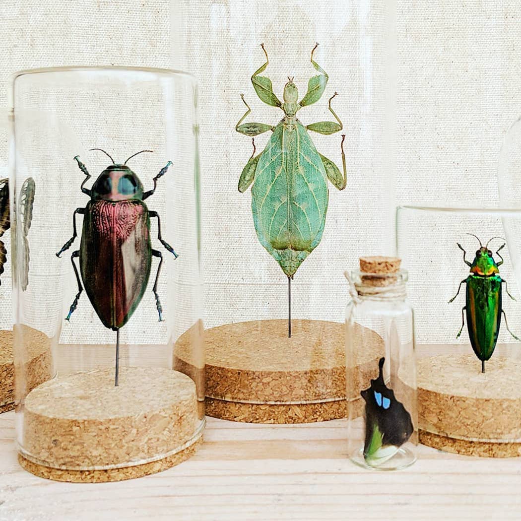 Death's-Head Hawk Moth Globe