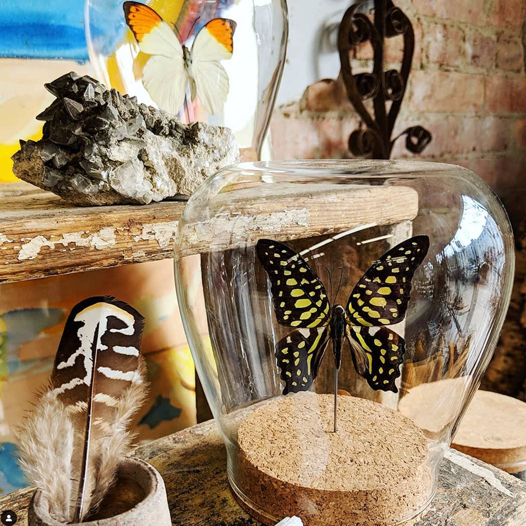 Death's-Head Hawk Moth Globe