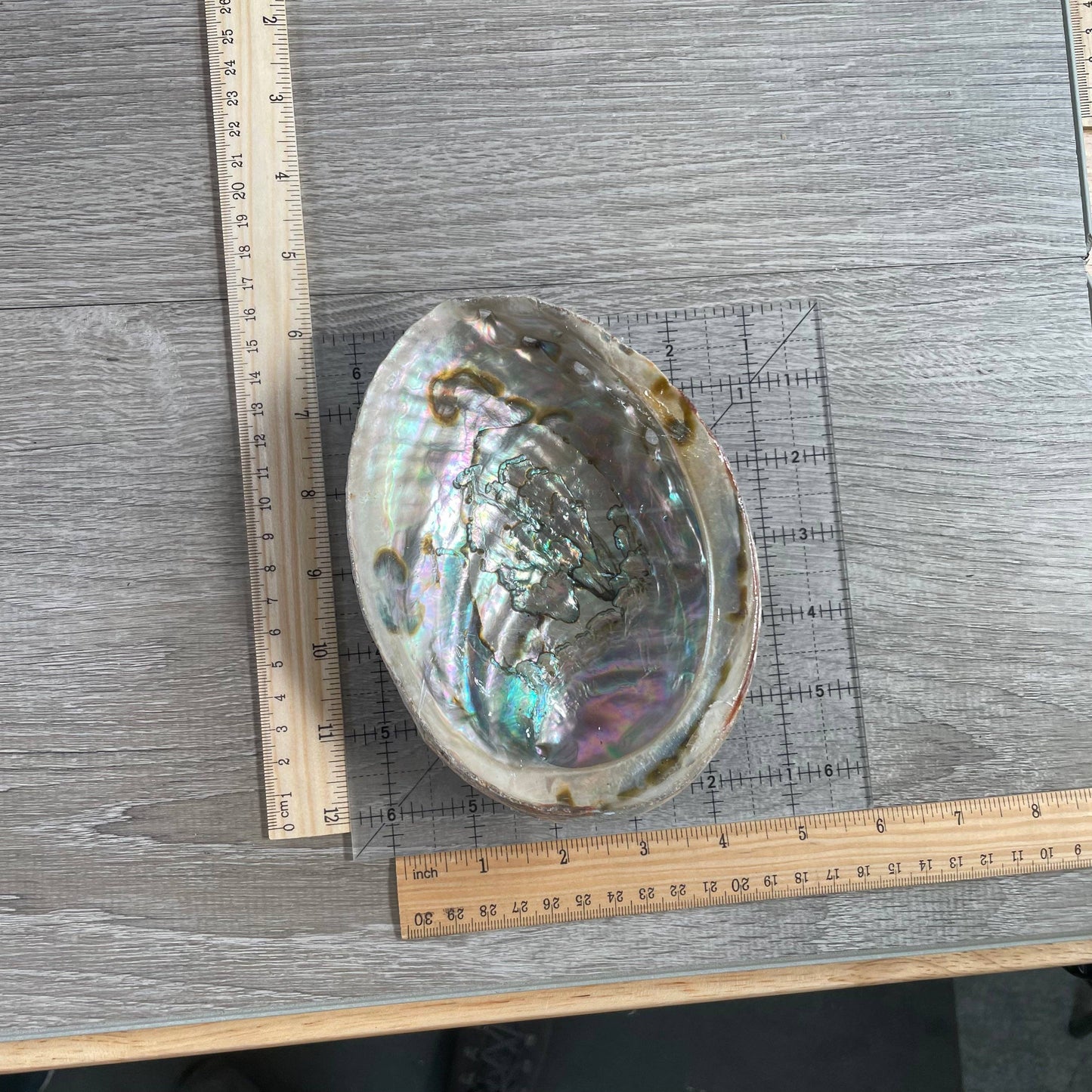Smudging Shell (~6in)