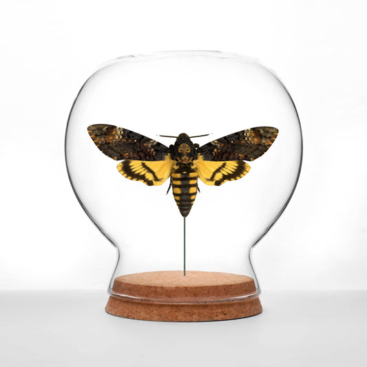 Death's-Head Hawk Moth Globe