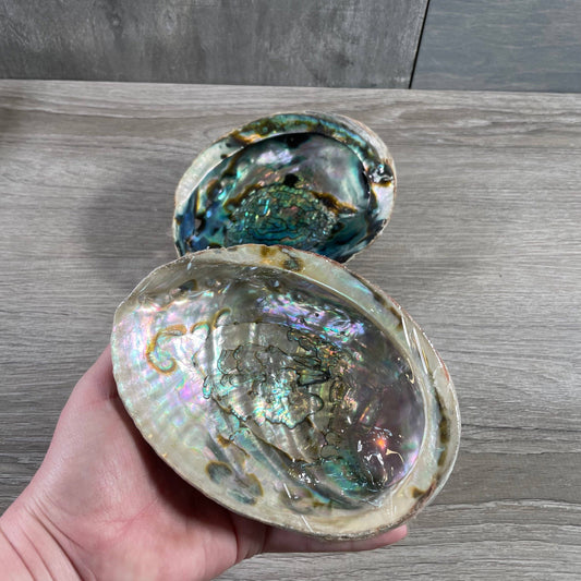 Smudging Shell (~6in)